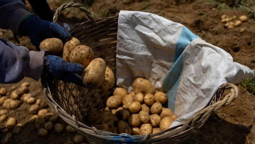 Asal-usul Tanaman Kentang Modern: Hasil Kawin Silang Tomat